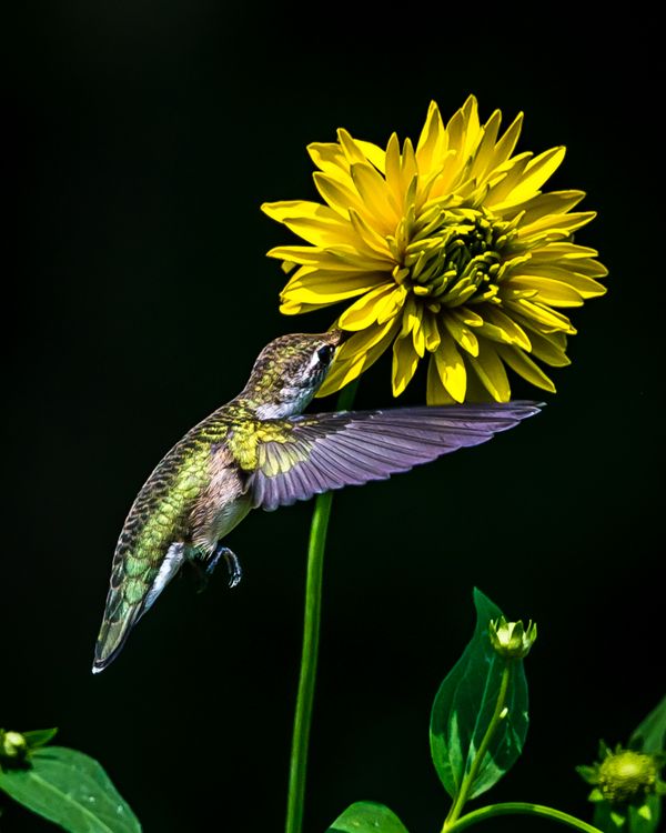 hummingbird feeding on backyard flowers thumbnail