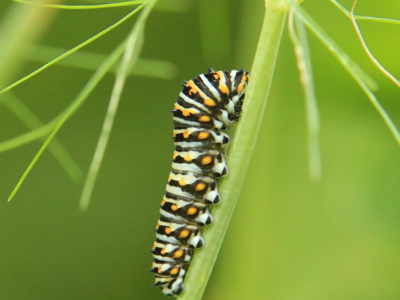 Swallowtail caterpillar Smithsonian Photo Contest Smithsonian Magazine