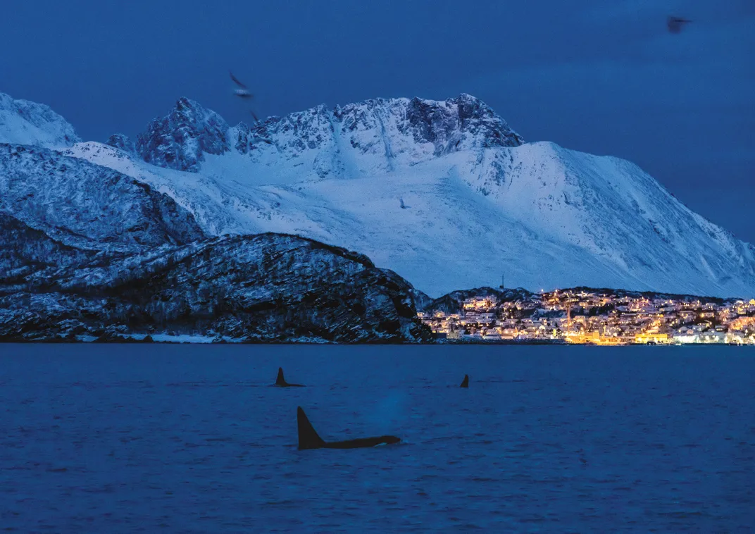 a pod of orcas