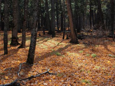 Sylvania Wilderness in fall