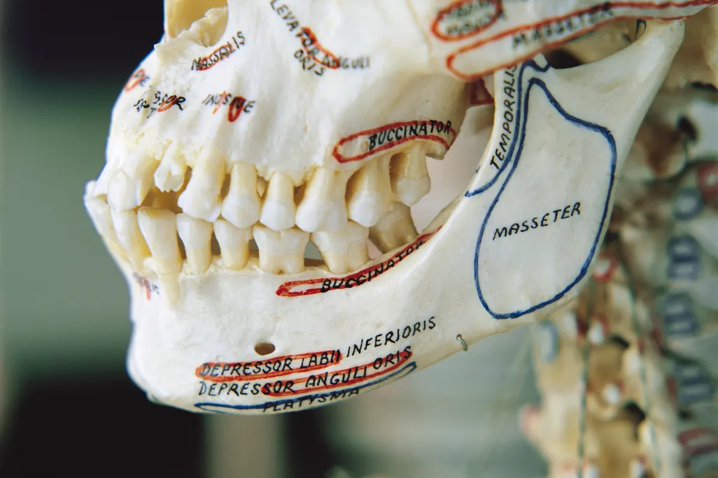 Jaw