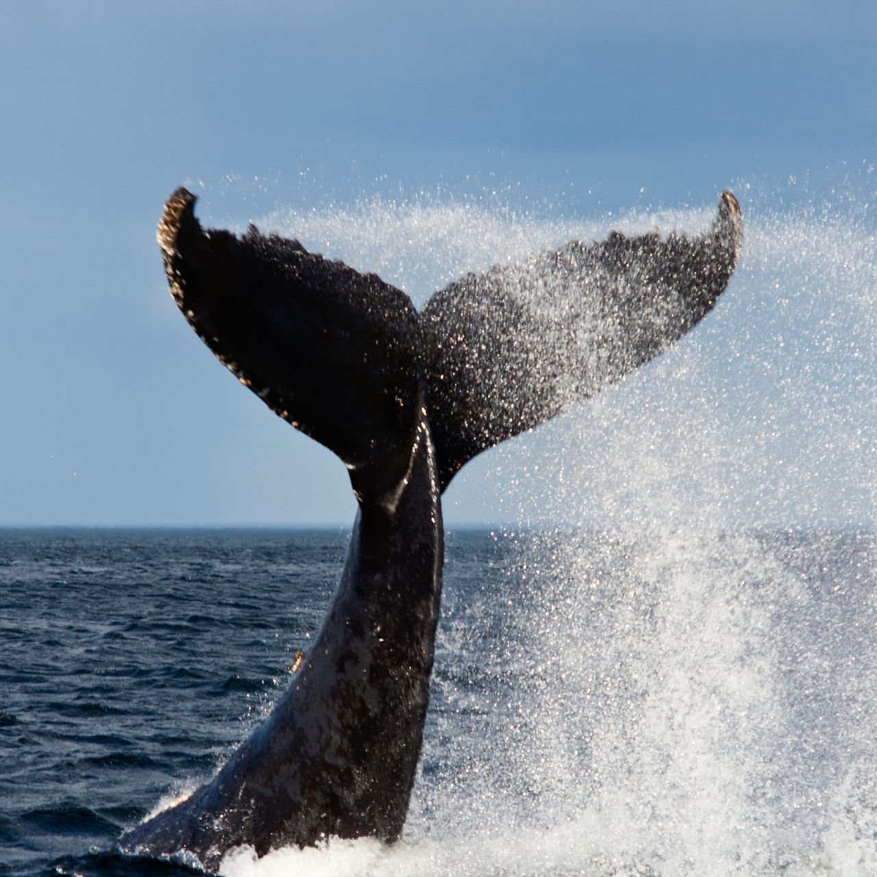 Blue Whale