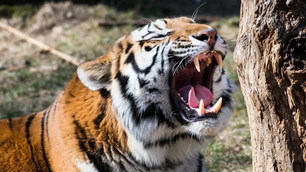 A large male Amur tiger with thick, striped fur opens his mouth wide in a roar so his large teeth and tongue are visible.