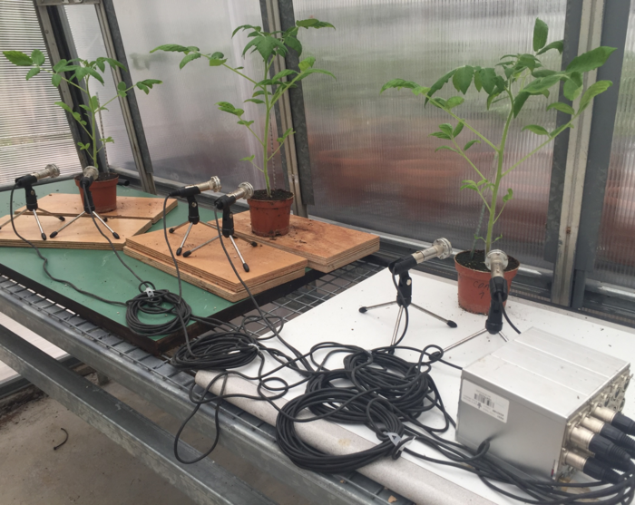 Tomato plants with microphones in front of them