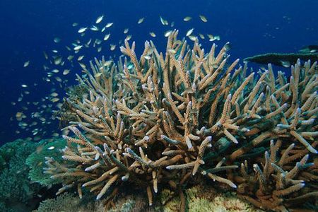 Staghorn coral is listed as threatened under the U.S. Endangered Species Act. NOAA Fisheries has proposed it be reclassified as endangered.