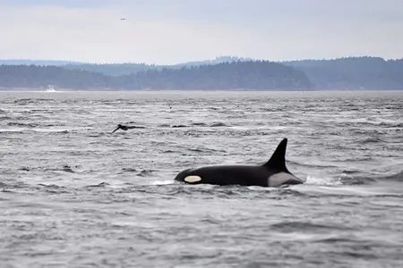 J2, better known as "Granny," was the oldest-known living orca.