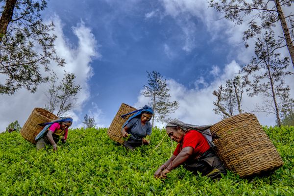 TEA PLUCKERS thumbnail