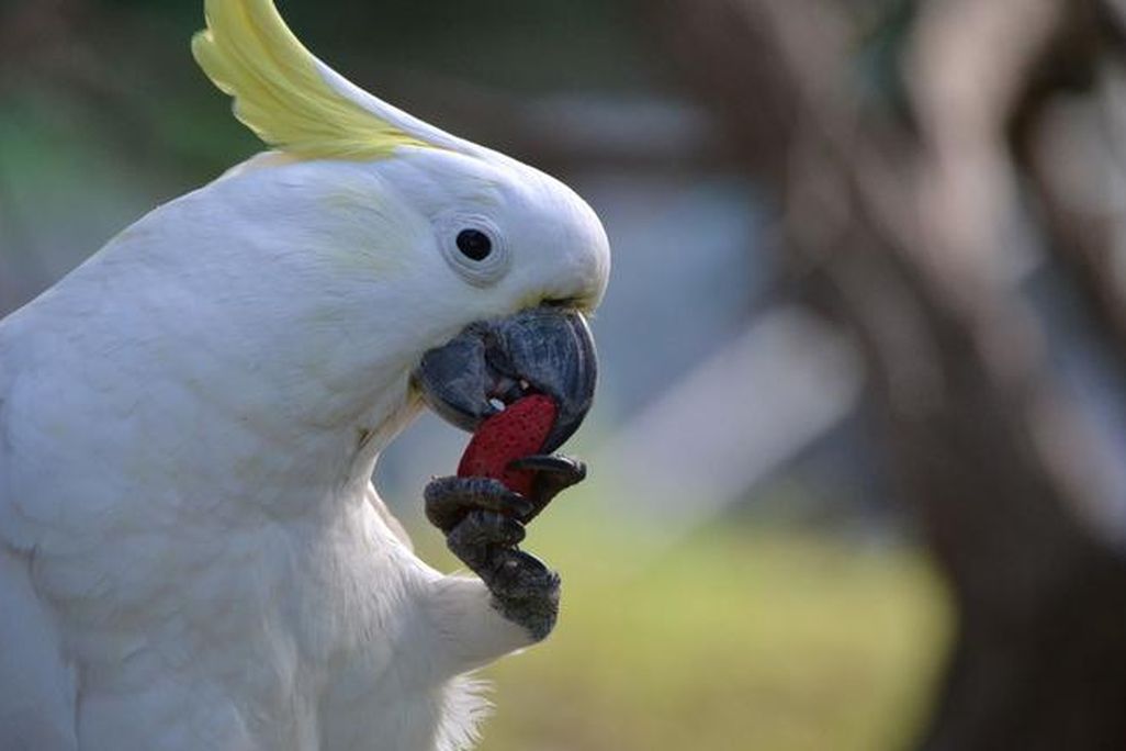 a sulphur-crested cockatoo eating an almond