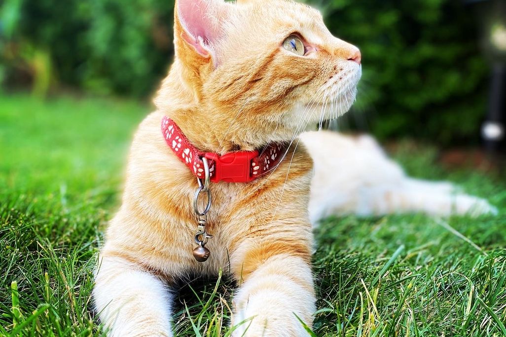 An image of an orange cat laying in the grass