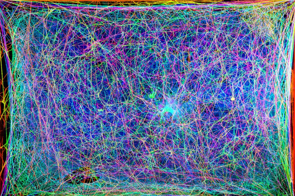 3D scan of spider web