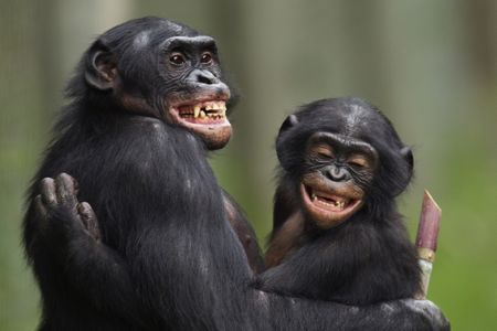 New research suggests that male bonobos exhibit aggressive behaviors such as chasing, charging, hitting and kicking more often than scientists thought.