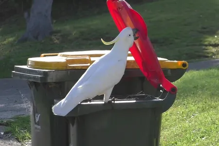 A sulfur-crested cockatoo flips open the lid of a bin. 