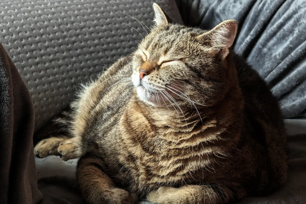 Fat tabby on a couch