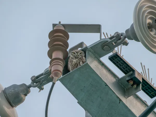 Home Switch Home thumbnail