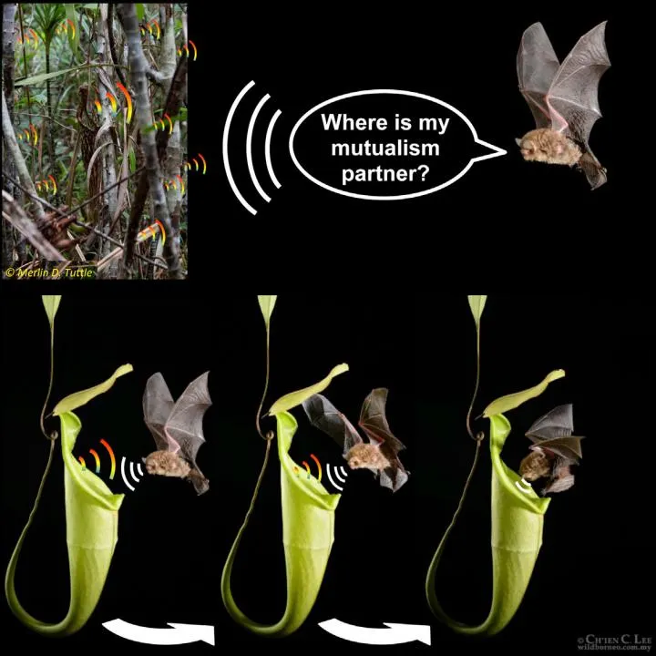 bat and pitcher plant