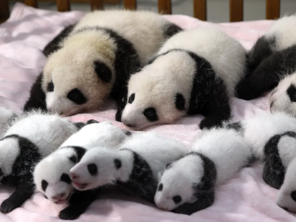 images of baby pandas