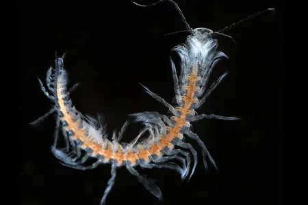 A species of remipede known from the Caicos Islands. The photograph was taken by a member of a multinational team looking for rare species. Remipedes are crustaceans that are close relatives to insects.