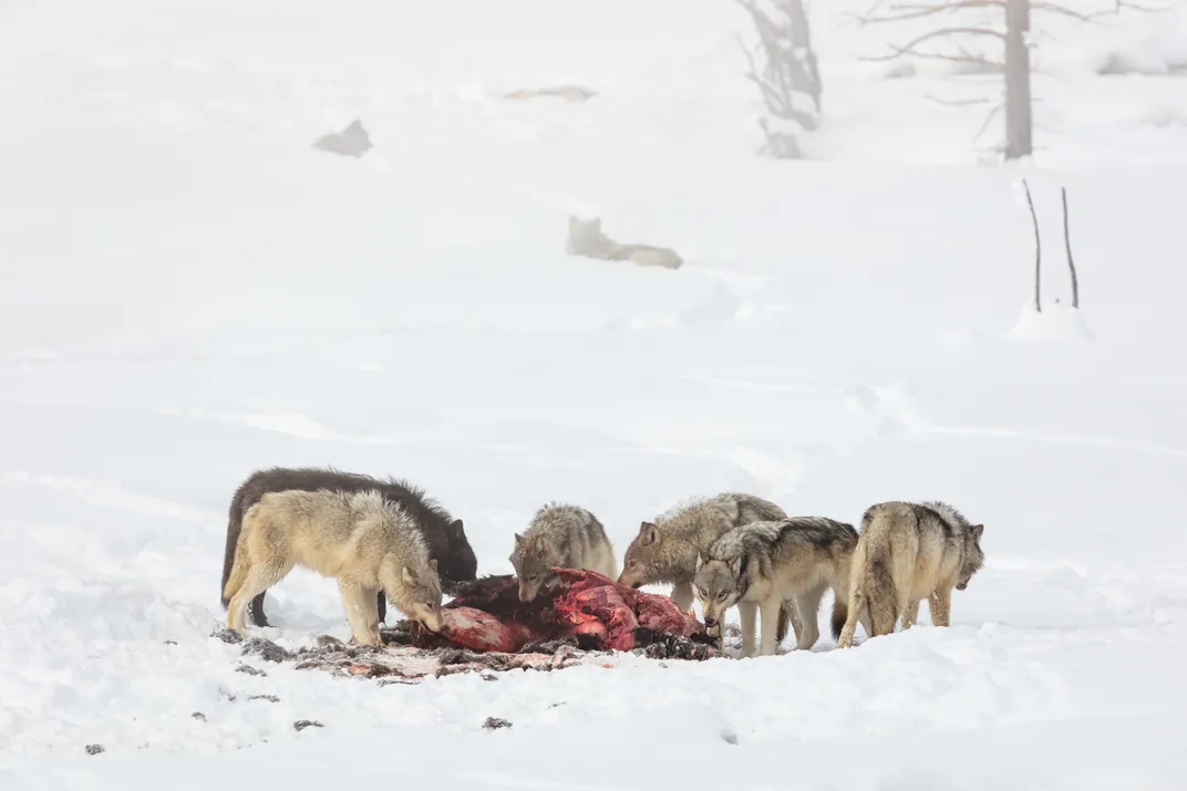 six wolves eat from a bison carcass in the snow