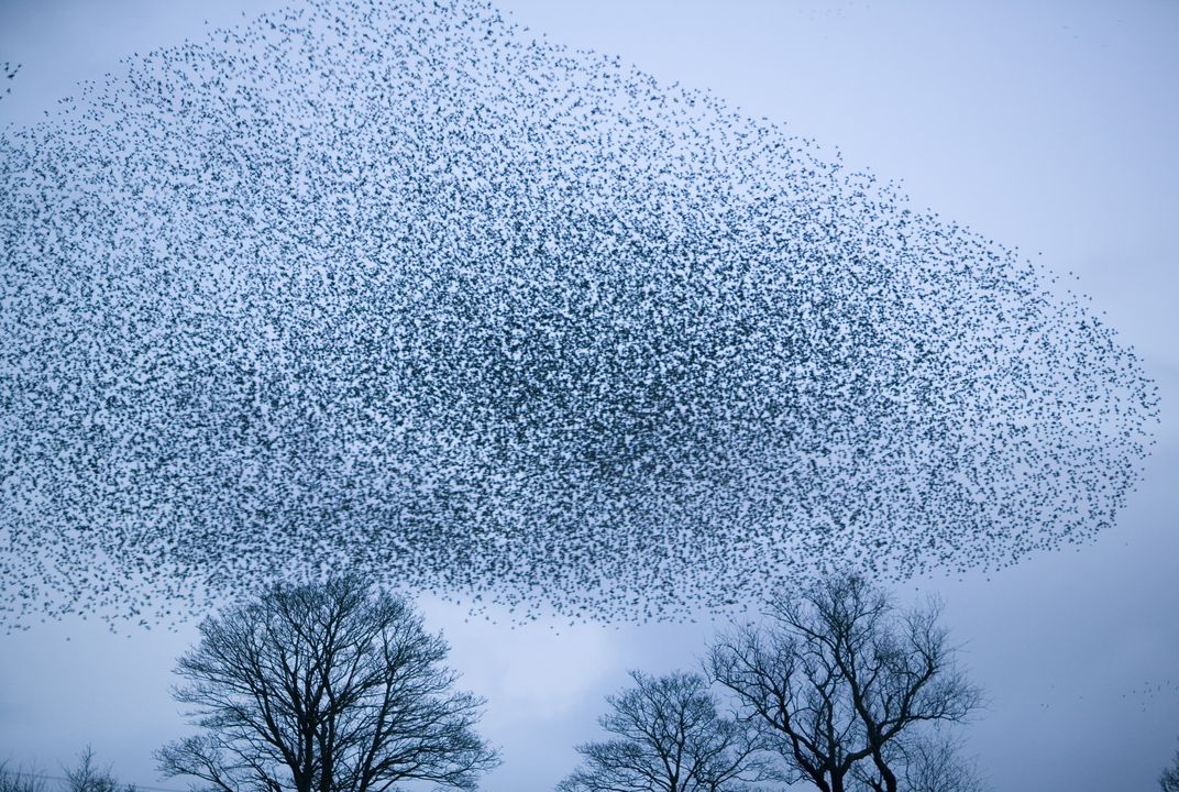 How bird flocks are like liquid helium, Science