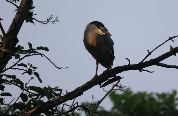 Black-crowned Night Heron at sunrise. thumbnail