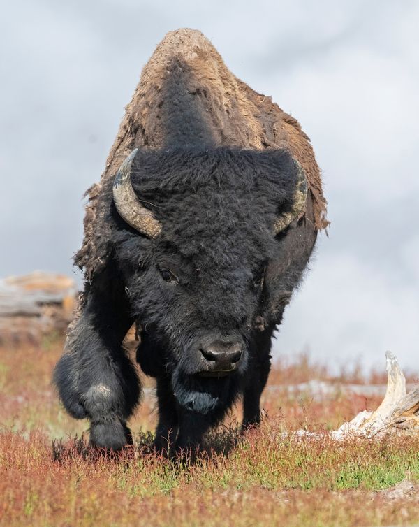 Buffalo Bull approaching from a thermal spring thumbnail
