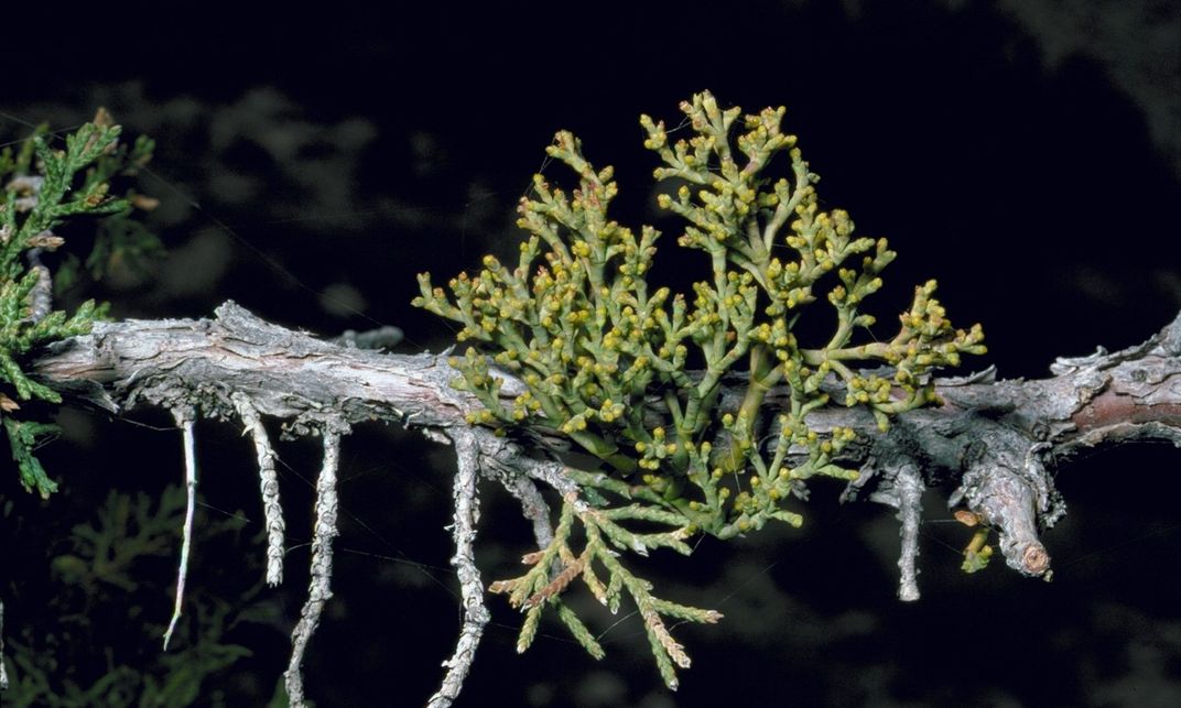 Under the mistletoe: One of the season's most iconic plants is harder to  find than you might think