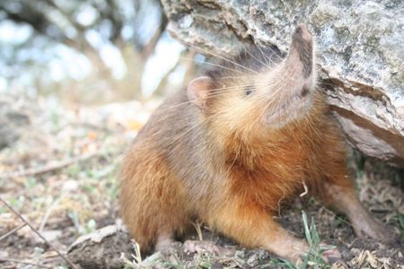 It looks like a rodent of unusual size, but the solenodon—a creature that has outlived the dinosaurs—is more closely related to moles and shrews.