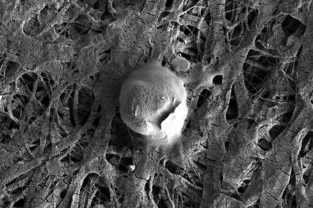 Electron microscope image of a microbial cell (and attached sediment particle) found in the water of Lake Whillans. 