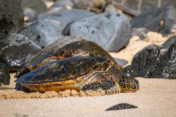 Green Sea Turtle Sleeping on Ho'okipa Beach, Maui, Hawaii thumbnail