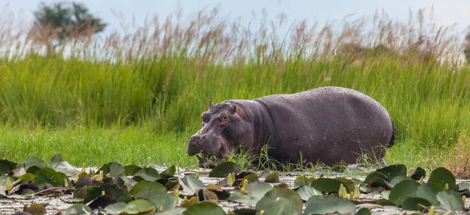  Hippos along the Chobe River 