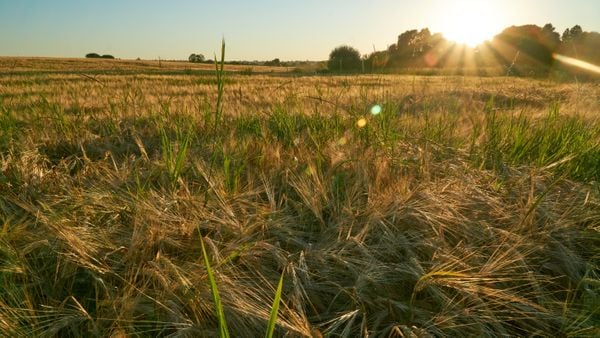 Golden fields of ripening cereals in the Black Earth Region thumbnail