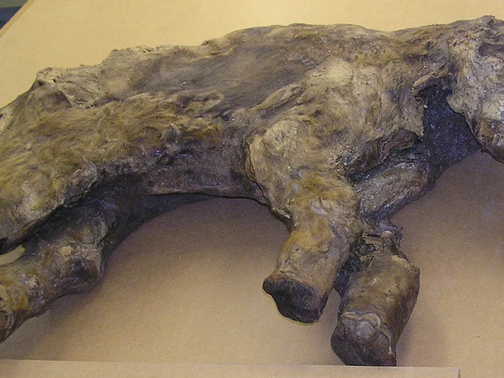Mammuthus primigenius calf nicknamed Mascha
