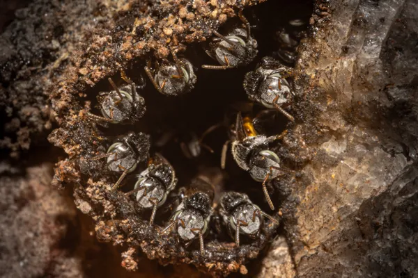 Leafcutter bees protecting their home thumbnail