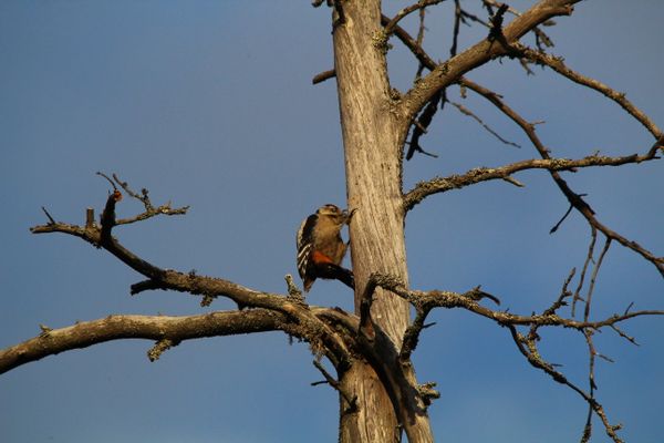 A great spotted woodpecker enjoying thumbnail