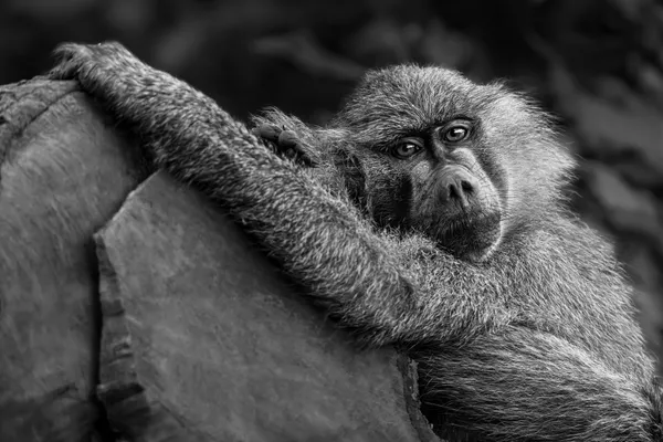 Blue Monkey hugging a tree in the Ngorongoro Crater thumbnail