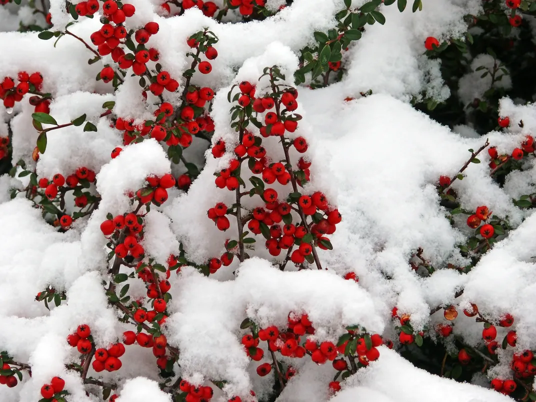 Snow covered hedge with red fruits | Smithsonian Photo Contest ...