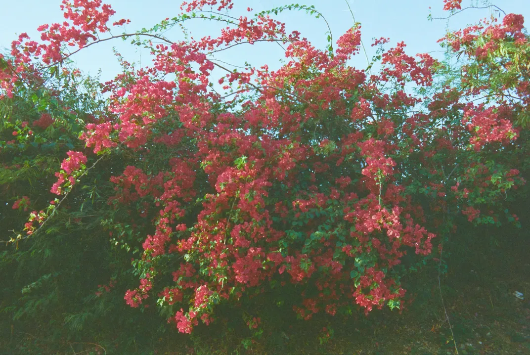 A bougainvillea vine, Montego Bay