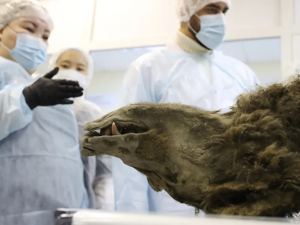 Upside-down mummified bear snout with researchers in lab coats and masks