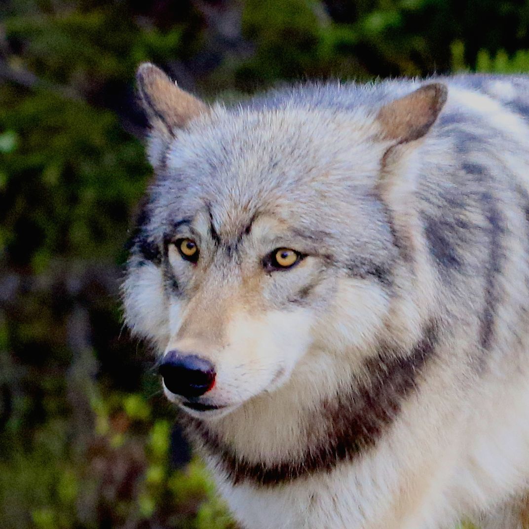 The Wolf | Smithsonian Photo Contest | Smithsonian Magazine