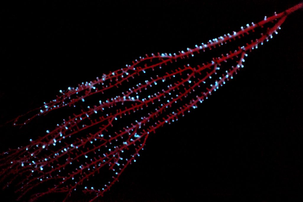 The bamboo octocoral Isidella sp.