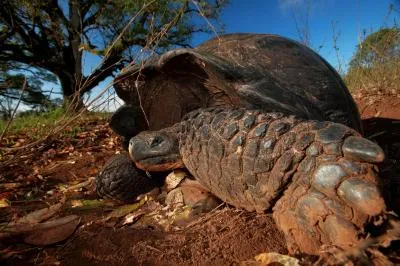 20121128010019turtle.jpg