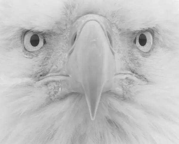 American Icon thumbnail