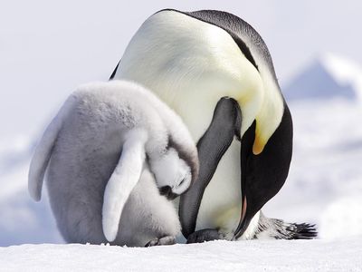 An emperor penguin (Aptenodytes forsteri) teaching its baby how to preen.