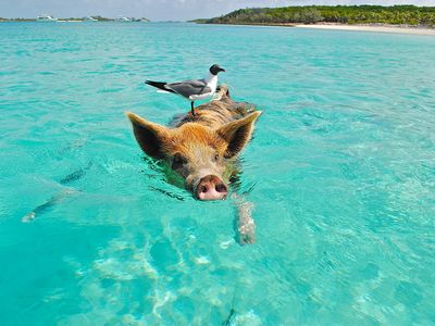 Wild pigs go for a dip off Big Major Cay in the Exhumas, Bahamas.