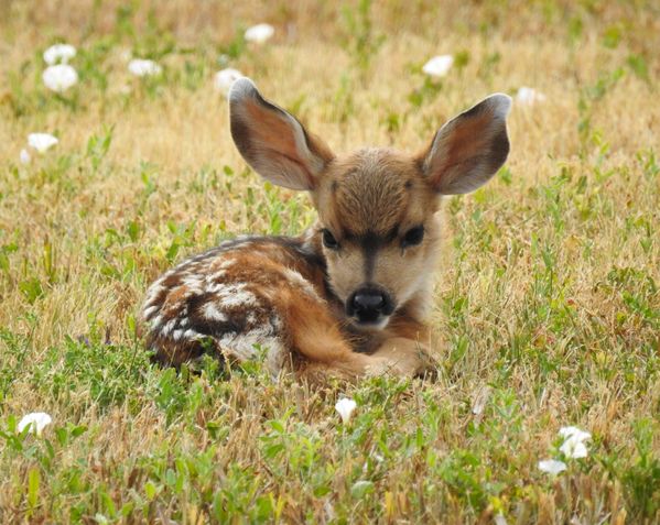 Mule deer fawn thumbnail