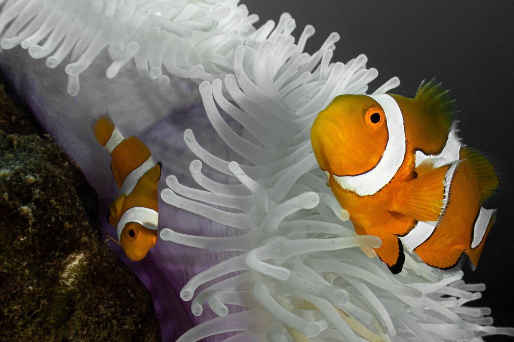 a clownfish near an anemone