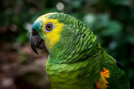 The blue-fronted Amazon parrot lives up to 66 years in the wild. 