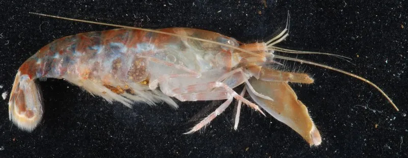 A bigclaw shrimp
