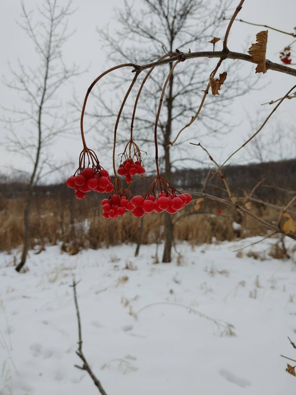 Minnesota Winter Berries thumbnail