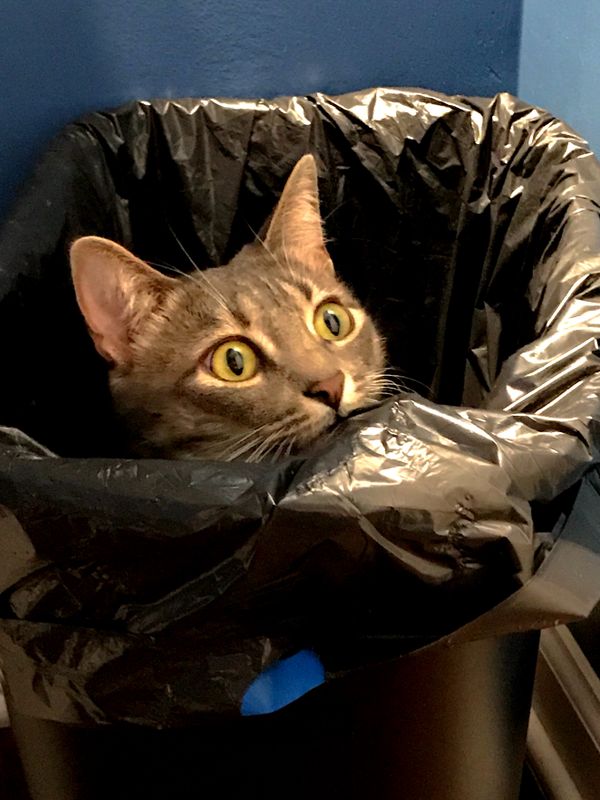 Piggy the cat peering out from the bathroom trash can. thumbnail